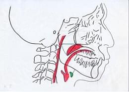 図：顎顔面の形態と咽頭気道の形態